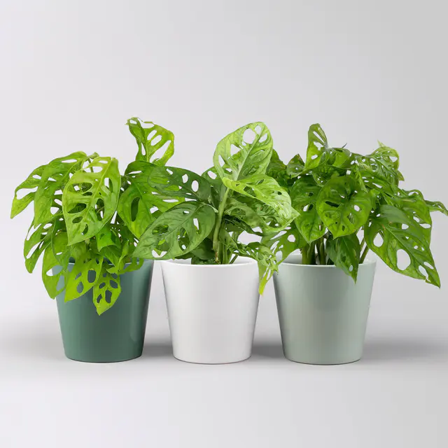 Monstera adansonii mit Topf Dallas grün,gl.blau,weiß, Topf-Ø 12 cm, 3 Pflanzen