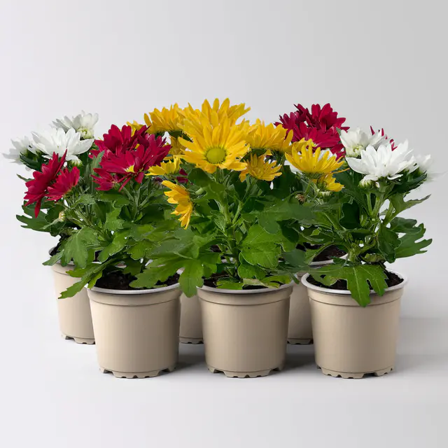 Chrysantheme Mini 'Swifty', Mix zufällig, Topf-Ø 6 cm, 6 Pflanzen