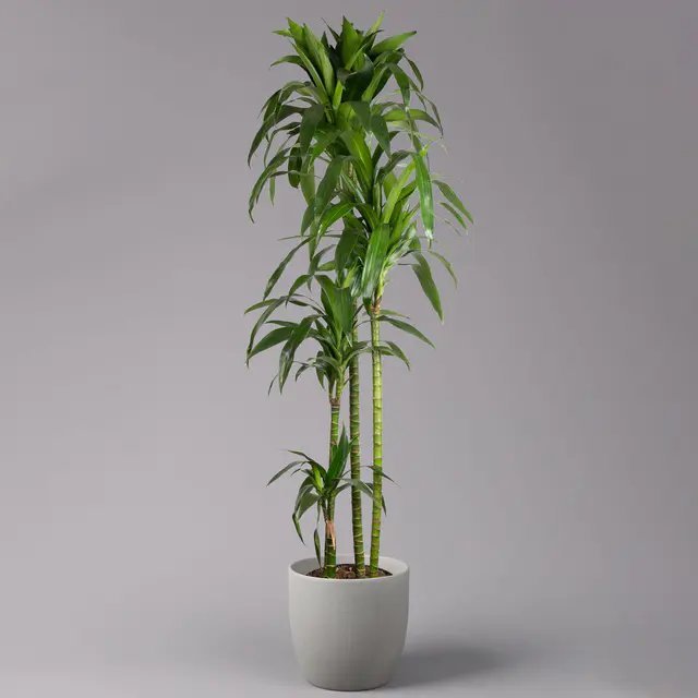 Duftender Drachenbaum 'Janet Craig', 4er Tuff, Topf-Ø 27 cm, Höhe ca. 170 cm