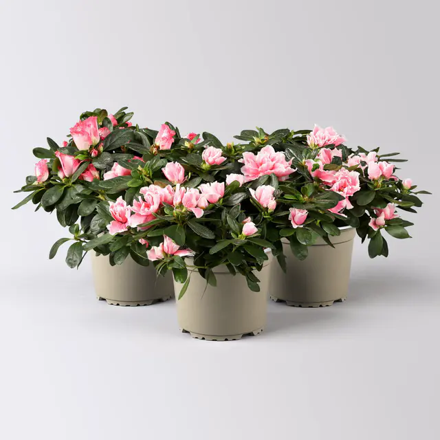 Azalee, 3er-Set, Rosa-/Weißtöne, gefüllt, Topf 12 cm Ø