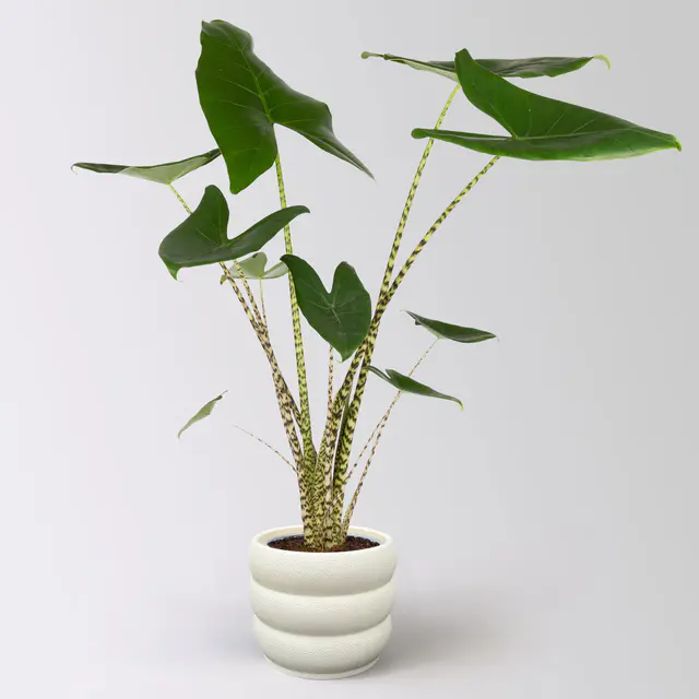 Alocasia 'Zebrina', in Keramiktopf Byron, Topf-Ø 17 cm, Höhe ca. 60 cm