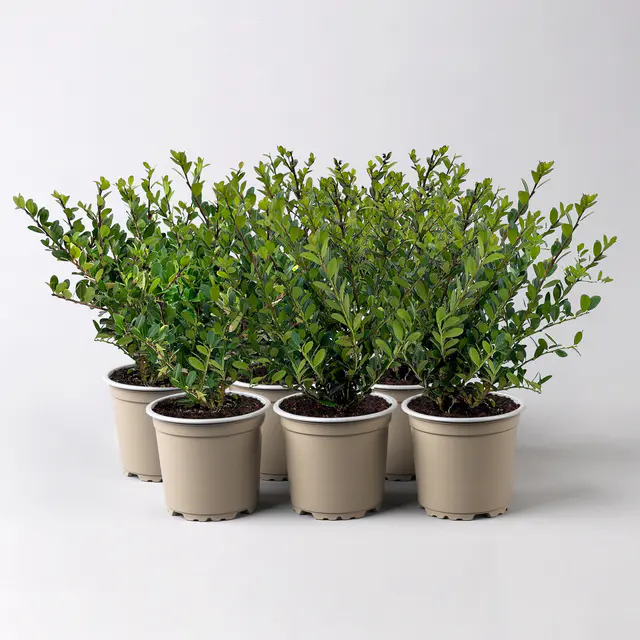 Ilex crenata 'Dark Green®', Topf-Ø 9 cm, 6er-Set