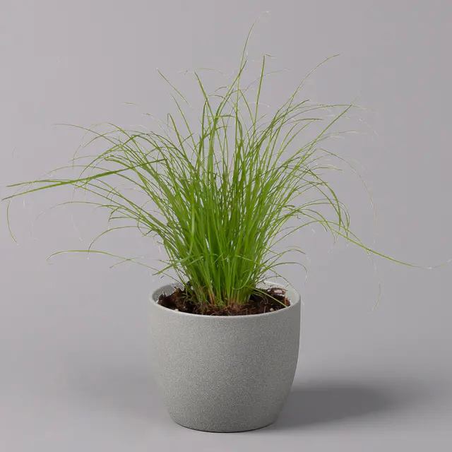 Katzengras ungespritzt, Topf-Ø 12 cm, 6er-Set