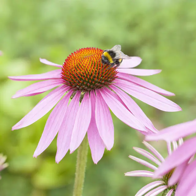 Sonnenhut 'Magnus', pink, Topf 11x11 cm