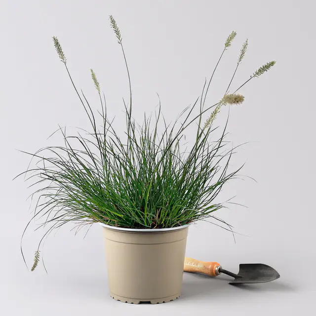 Bio Zwerg-Lampenputzergras 'Little Bunny' gelbbraun, Höhe 10-30 cm, 3 Liter Topf