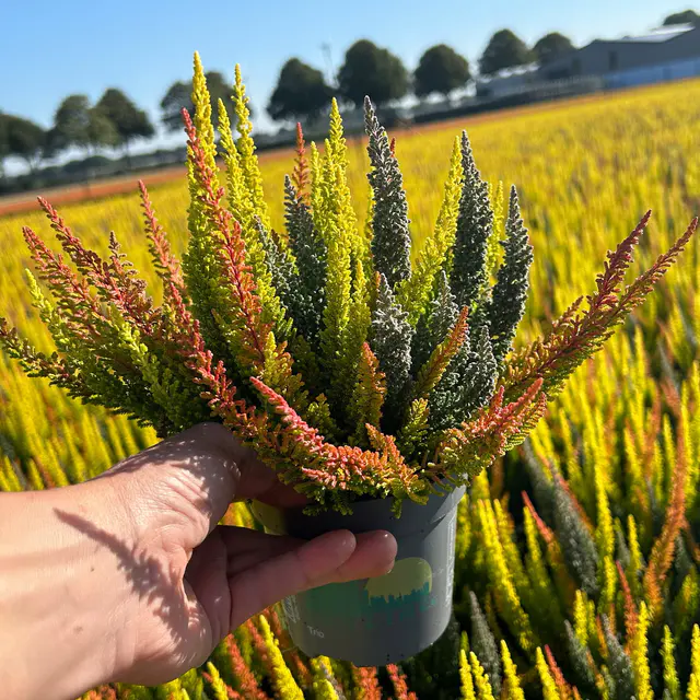Calluna 'SKYLINE® Trio', gelb-orange-grau, Topf-Ø 11 cm, 3 Pflanzen
