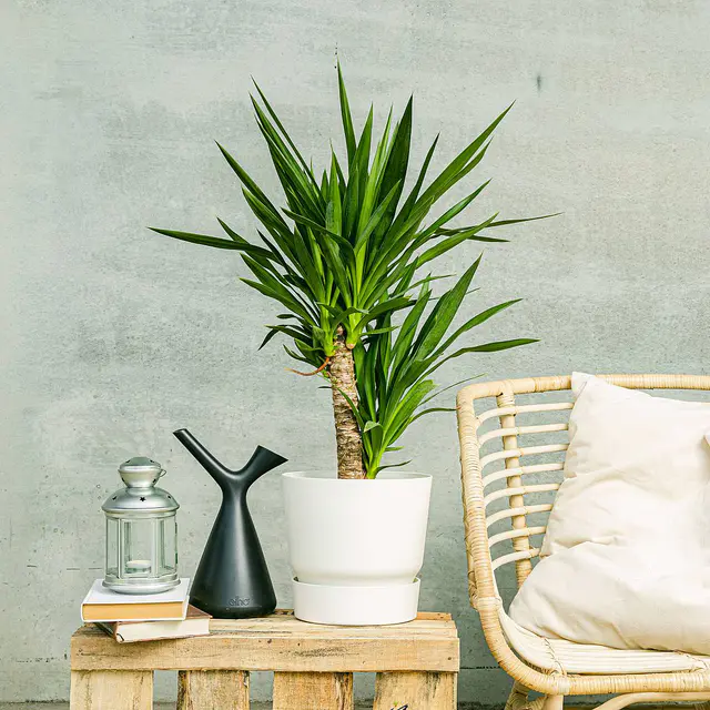 Yucca