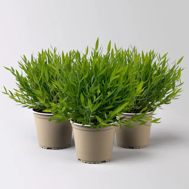 Zimmerbambus, Topf-Ø 12cm, 3 Pflanzen