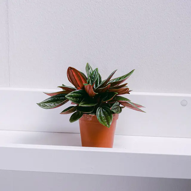 Peperomia Rosso