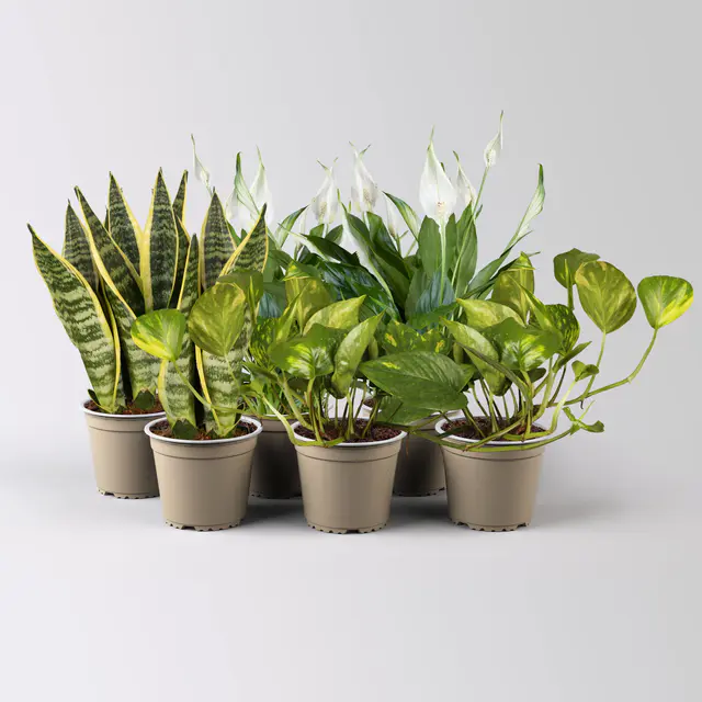 Grünpflanzen-Set Saubere Luft Halbschatten, Topf-Ø 12/13 cm, 6 Pflanzen