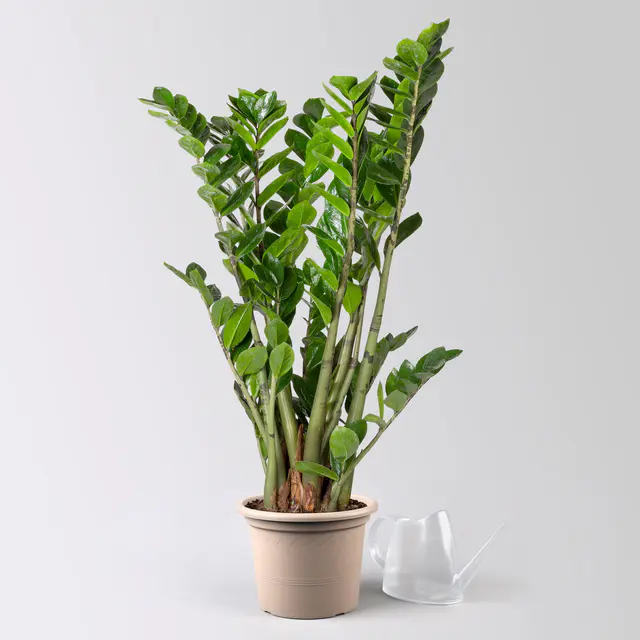 Glücksfeder, Topf-Ø 21 cm, Höhe ca. 70-90 cm