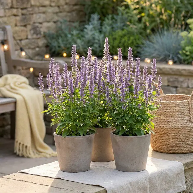 3 x Blaue Glücks-Agastache