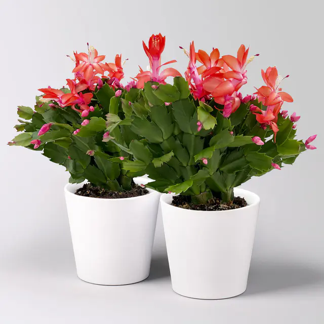 Weihnachtskaktus, rot, mit Übertopf Dallas weiß, Topf-Ø 12 cm, 2 Pflanzen