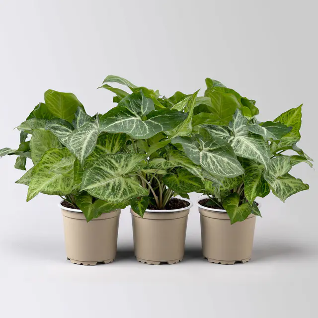 Syngonium 'Arrow', Topf-Ø 12cm, Höhe ca. 25 cm, 3 Pflanzen
