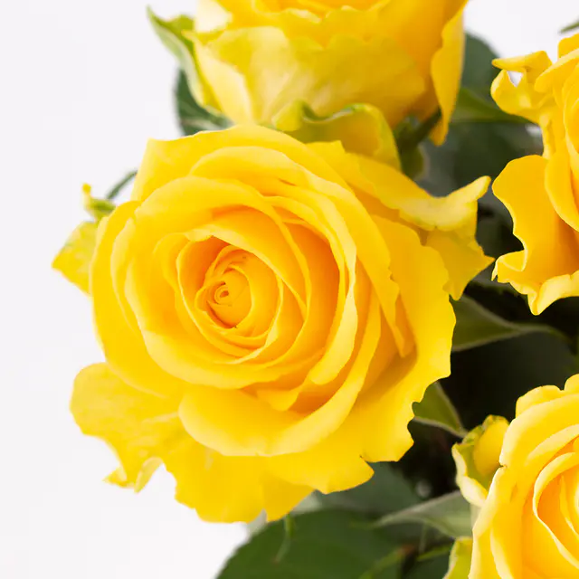 10 Gelbe Rosen (50cm) — Bild 2