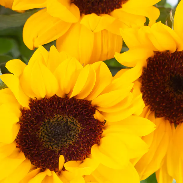 Blumenstrauß Sonnenblumen — Bild 2