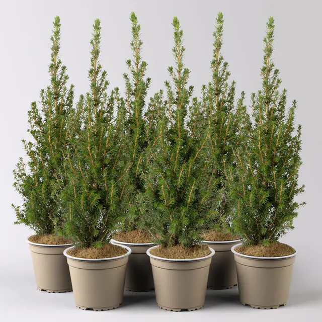 Zuckerhutfichte 'Perfecta'®, Topf-Ø 13 cm, 6 Pflanzen