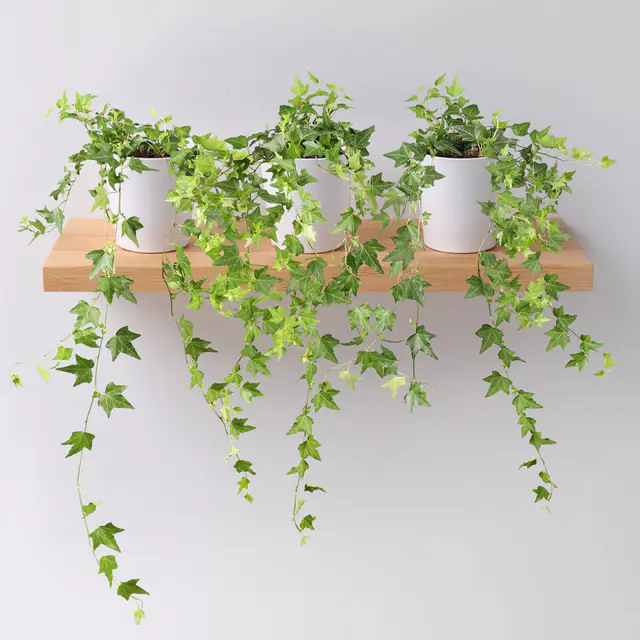 Hedera helix in Keramiktopf Dallas weiß, Topf-Ø 12/13 cm, 3er-Set