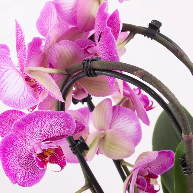 Gemusterte Orchidee (Cascade) + gratis Topf — Bild 2