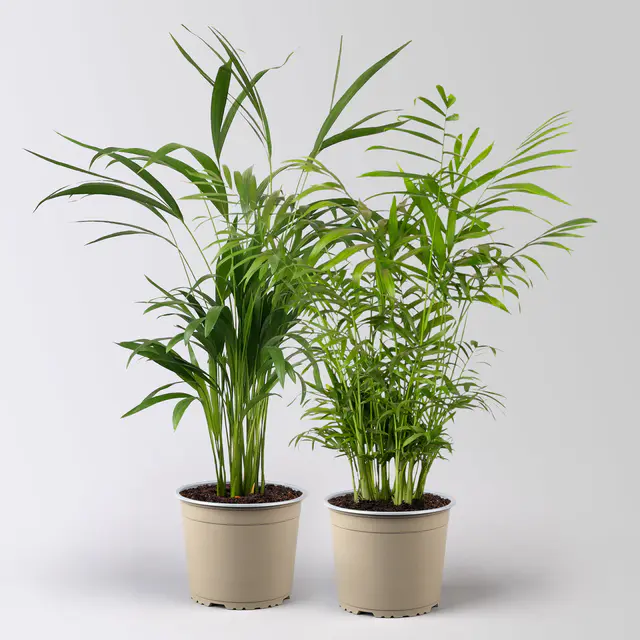 Grünpflanzen-Set Palmen-Duo, Topf-Ø 17 cm, 2 Pflanzen