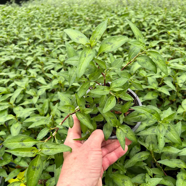 Bio Vietnamesischer Koriander, Topf-Ø 12 cm