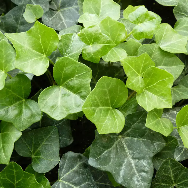Hedera hibernica, Topf-Ø 9 cm, 12er-Set