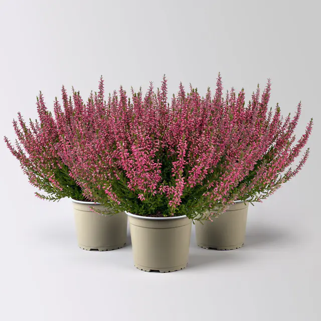 Knospenheide, rot, Topf-Ø 17 cm, 3 Pflanzen