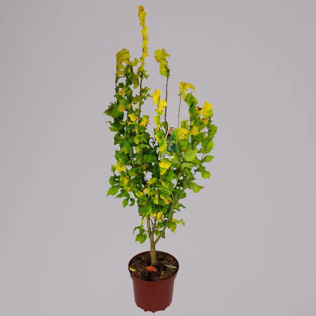 Goldulme 'Wredei', Höhe 40-60 cm, Topf 4 Liter, 2 Pflanzen