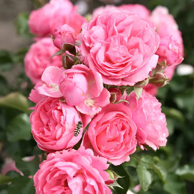 Beetrose 'Moin Moin®', rosa, Topf 5 Liter