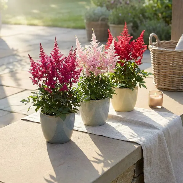 3 X Astilbe 'Fanal'