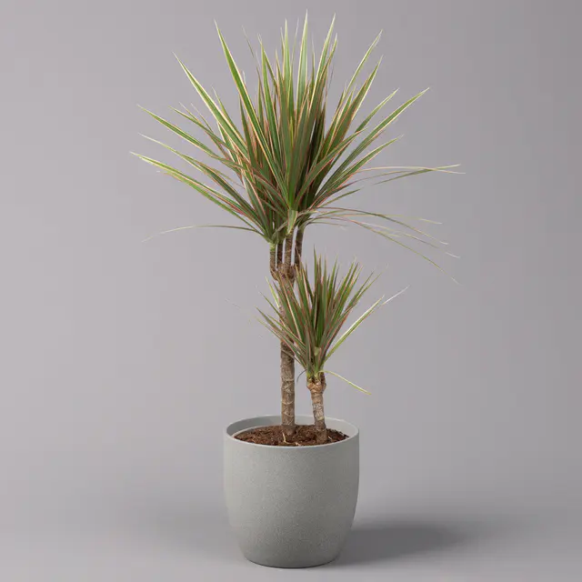 Gerandeter Drachenbaum 'Bicolor', Topf-Ø 17 cm, Höhe ca. 70 cm
