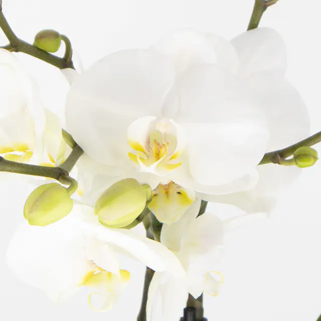 Weiße Orchidee + gratis Topf | Phalaenopsis — Bild 2