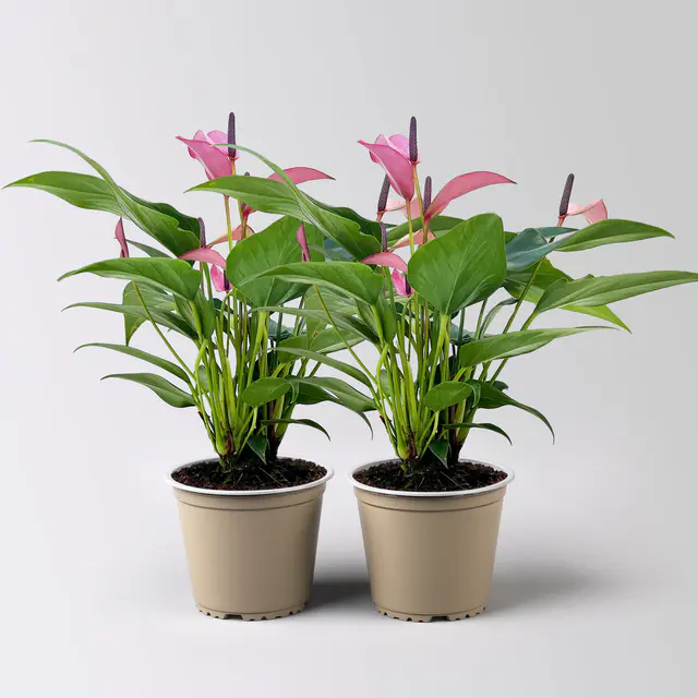 Flamingoblume 'Zizou', lila-dunkelrosa, Topf-Ø 12 cm, 2 Pflanzen