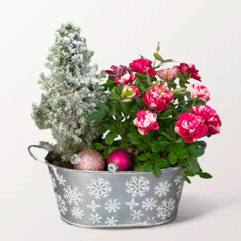 Winterromantik in Rosa