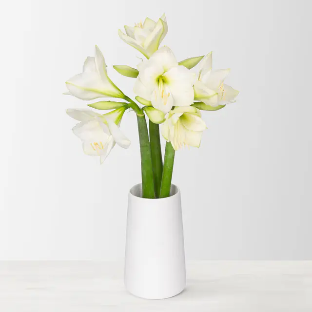 3 weiße Amaryllis 'White Sensation'