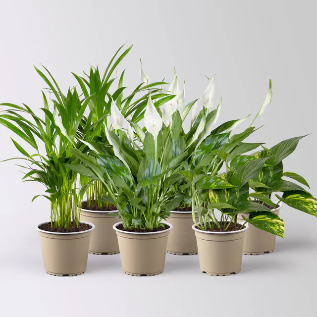 Grünpflanzen-Set Saubere Luft aufrecht-hängend, Topf-Ø 12 cm, 6 Pflanzen