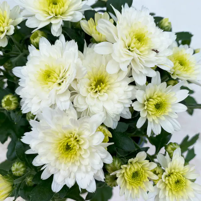 Chrysanthemen, weiß, Topf-Ø 10,5 cm, 8 Pflanzen