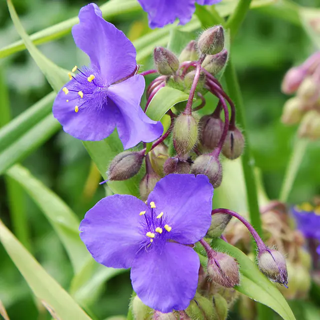 Dreimasterblume, violettblau, Topf 11x11 cm, 3 Pflanzen