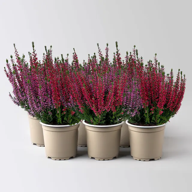 Calluna 'Twin', rot-lila, Topf-Ø 10,5 cm, 6 Pflanzen