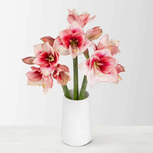 3 rot/weiße Amaryllis 'Showmaster'