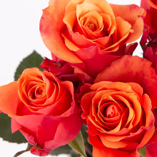 10 Orange Rosen (50cm) — Bild 2