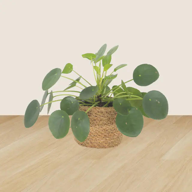3er-Set Pachira, Nestfarn & Pilea — Bild 4