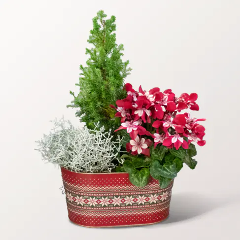 Festliche Pracht in weihnachtlicher Schale