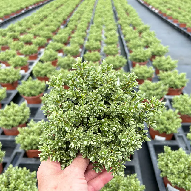 Strauchveronika 'Topiaria Silver', 3er-Set, Topf 12 cm Ø