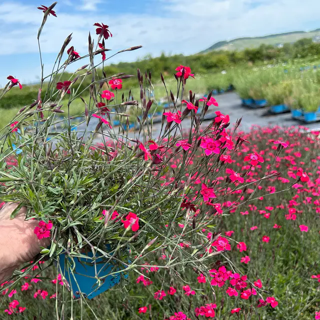 Bio Dianthus deltoides rot, Topf 11x11 cm