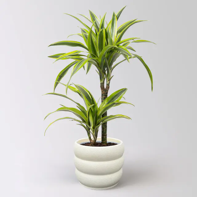 Duftender Drachenbaum 'Lemon Lime', Topf-Ø 17 cm, 2er Tuff, inkl. Topf Byron