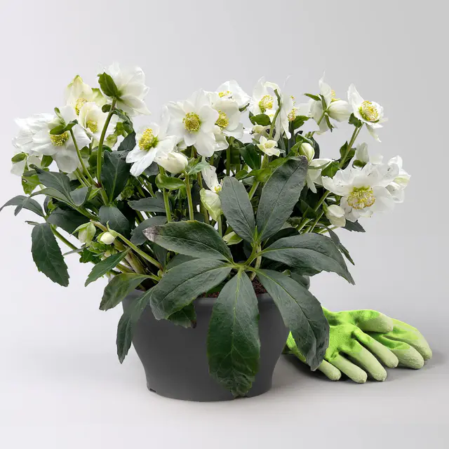 Christrose 'Wintersun', weiß, Schalen-Ø 27 cm