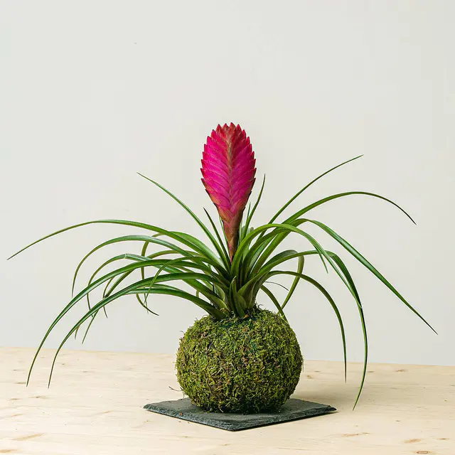 Kokedama Tillandsia