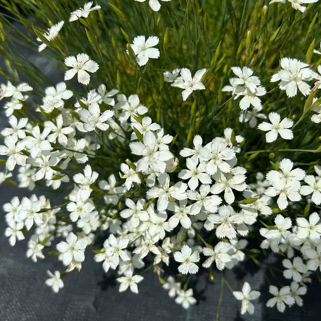Bio Dianthus deltoides 'Albus' weiß, Topf 11x11 cm
