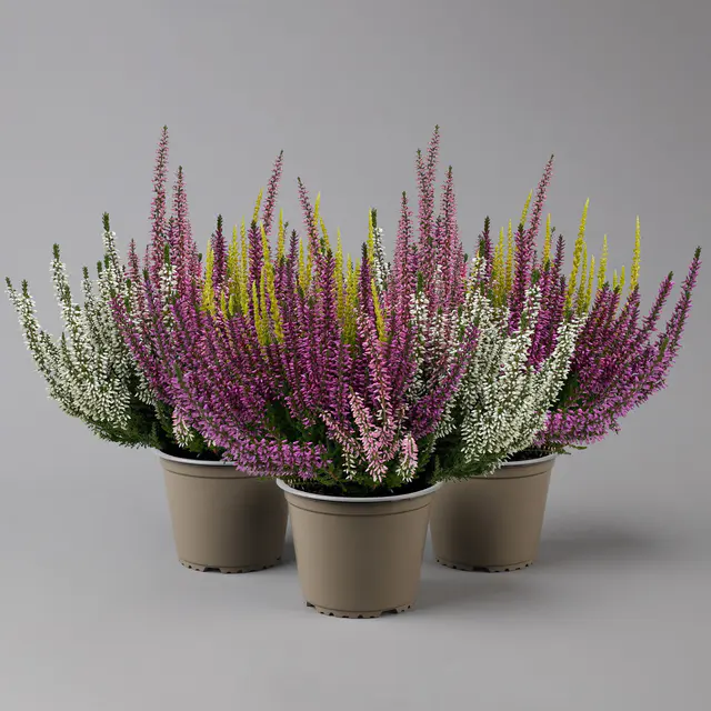 Knospenheide 'High Five®', fünffarbig, Topf-Ø 13 cm, 3 Pflanzen